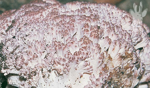 Detalle de Ramaria botrytis