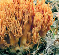 Ramaria formosa