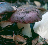 Russula cyanoxantha