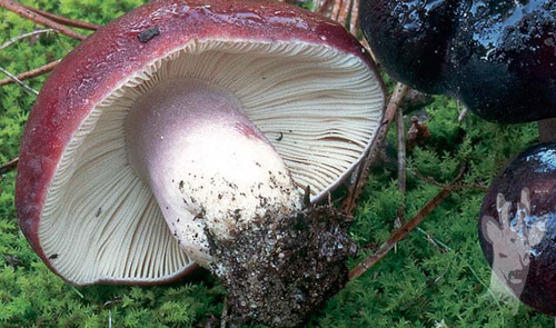 Russula torulosa