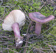 Russula torulosa