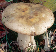 Russula virescens