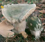 Russula virescens