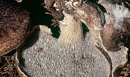 Detalle de Sarcodon imbricatus