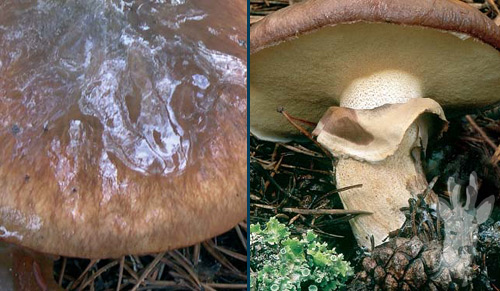 Detalle de Suillus luteus