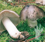 Tricholoma portentosum