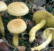 Tricholoma sulphureum