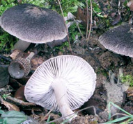 Tricholoma terreum