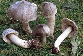 Tricholoma virgatum