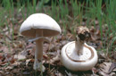 Agaricus arvensis