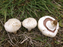 Agaricus campestris