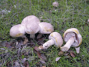 Agaricus xanthoderma
