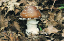 Amanita pantherina