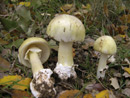 Amanita phalloides
