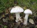 Amanita verna