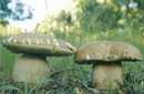 Boletus aestivalis