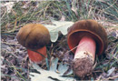 Boletus erythropus