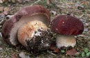 Boletus pinophilus