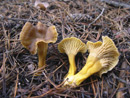 Cantharellus tubaeformis