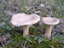 Clitocybe geotropa