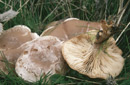 Clitocybe rivulosa