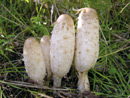 Coprinus comatus
