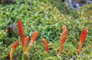 Cordyceps militaris