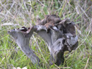 Craterellus cornucopioides