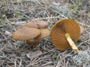 Dermocybe cinnamomea