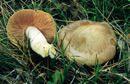 Entoloma lividum