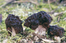 Gyromitra esculenta