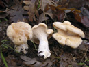 Hydnum repandum
