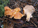 Hydnum rufescens