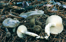 Hygrophorus agathosmus