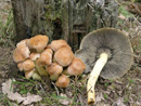 Hypholoma fasciculare