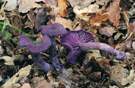 Laccaria amethystina