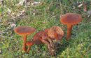 Laccaria bicolor