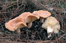 Lactarius chrysorrheus