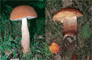 Leccinum aurantiacum