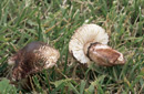 Lepiota brunneoincarnata