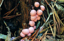 Lycogala epidendrum