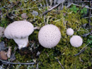 Lycoperdon perlatum