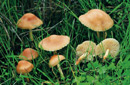 Marasmius oreades