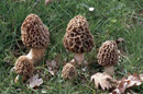 Morchella esculenta