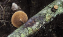 Phaeomarasmius erinaceus