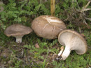Pleurotus eryngii