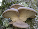 Pleurotus ostreatus
