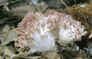 Ramaria botrytis