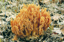 Ramaria formosa