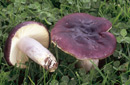 Russula sardonia